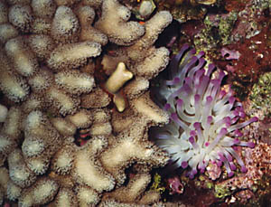 Finger Coral and Giant Anemone