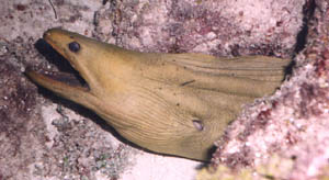 Green Moray Eel