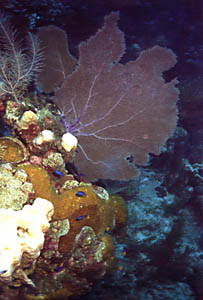 Common Sea Fan and Blue Chromis