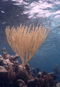 Porous Sea Rod