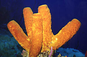 Yellow Tube Sponge