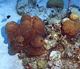Brown Clustered Tube Sponge with a Bicolor Damselfish in the background.