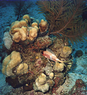 Squirrelfish